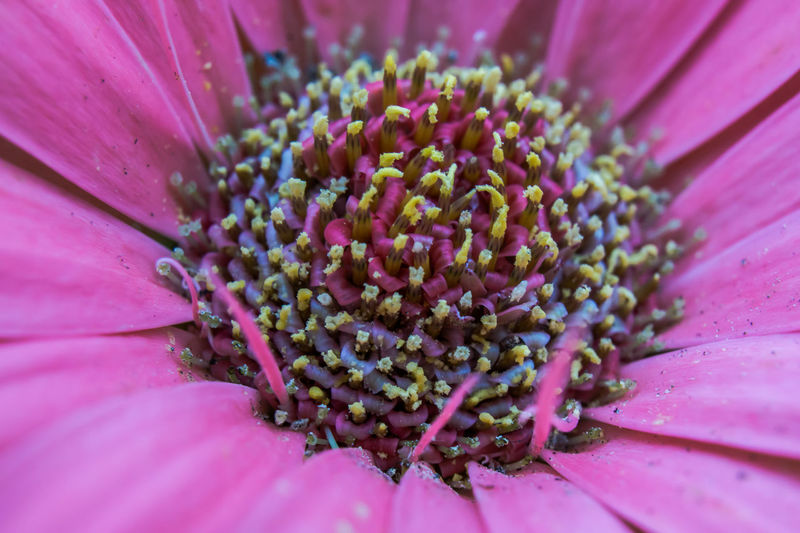 Close-up of fresh pink flower