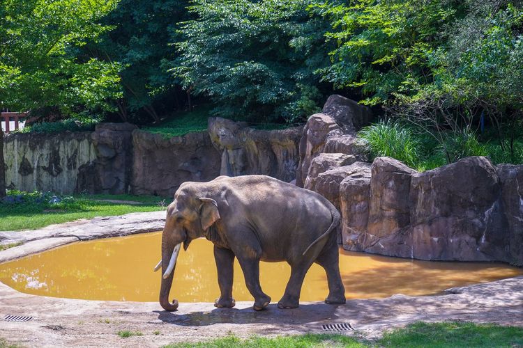 View of elephant in pond at zoo
