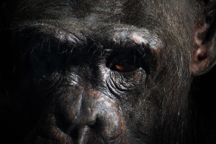 Close-up portrait of chimpanzee