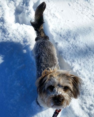 Portrait of dog in snow