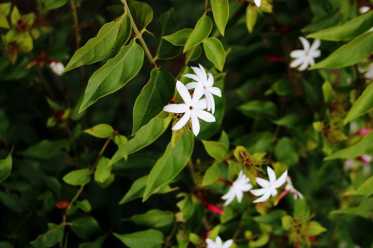 plant
