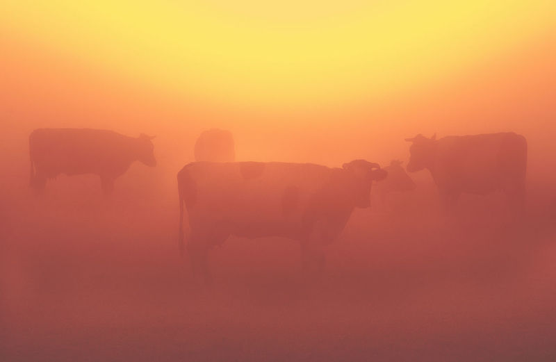 Cows standing on landscape against sunset sky