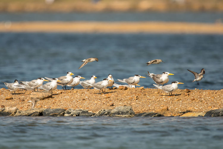 Birds perching at beach
