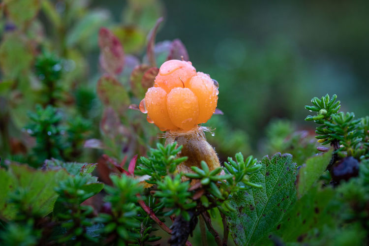 Close-up of orange flower growing on land
