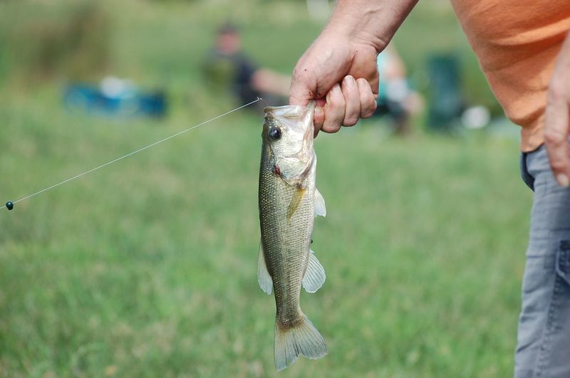 Close-up of man hand holding dead fish outdoors