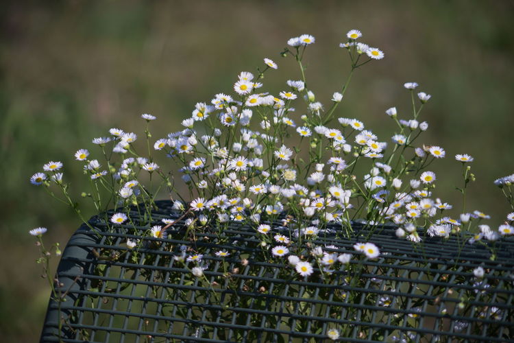 Close-up of white flowering plant