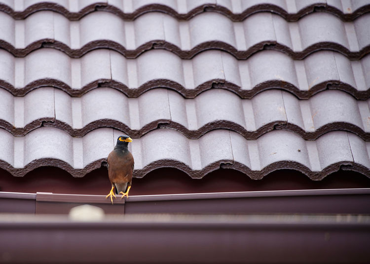 Low angle view of bird perching on roof of building