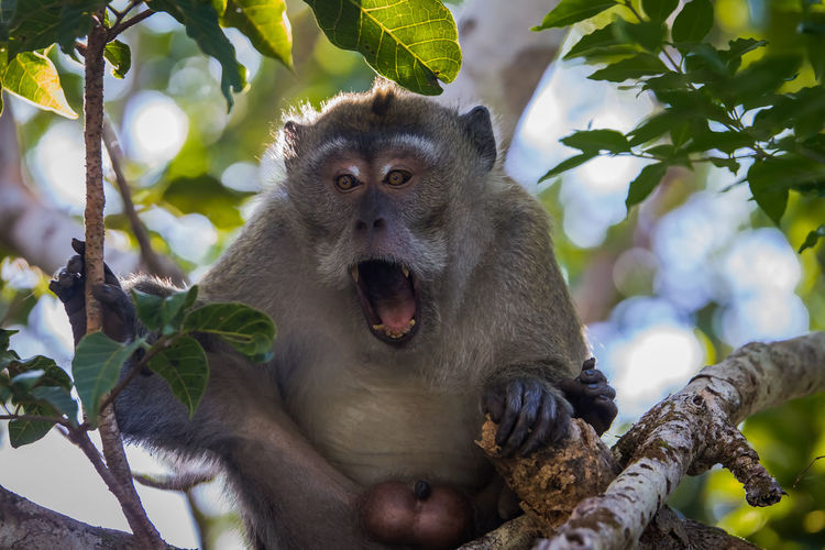 Macaque with mouth open sitting on tree at black river gorges national park