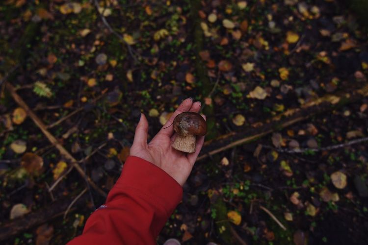 Cropped hand holding mushroom in forest