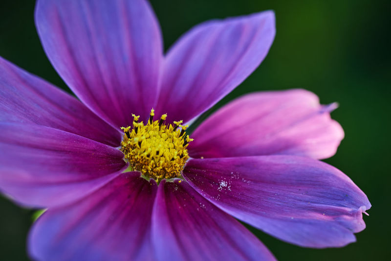 Close-up of purple cosmos flower