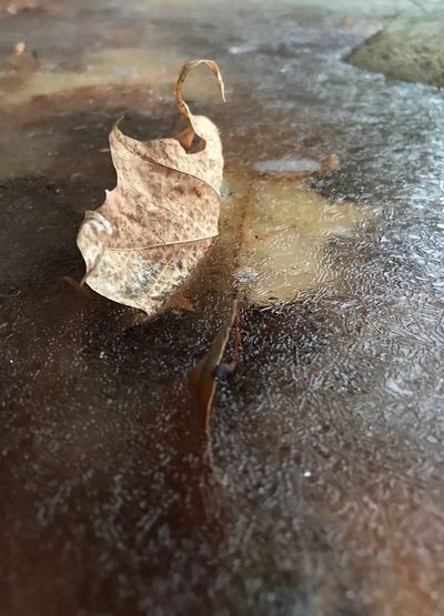 High angle view of dry leaf on water
