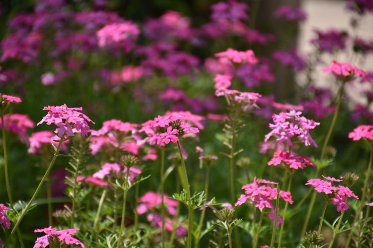 Close-up of pink flowering plants in field