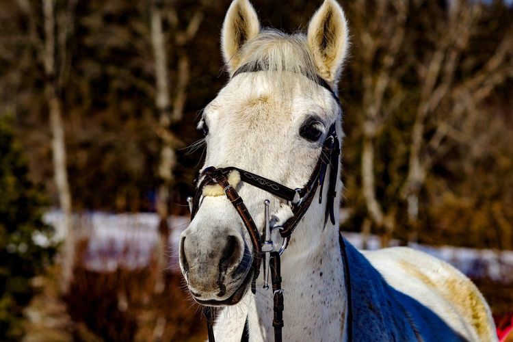 Close-up of a horse