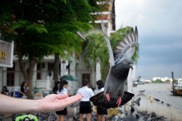 Cropped hand of man by flying pigeon in city