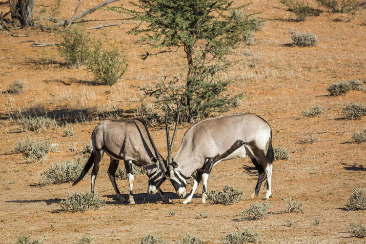 Antelope fighting in desert