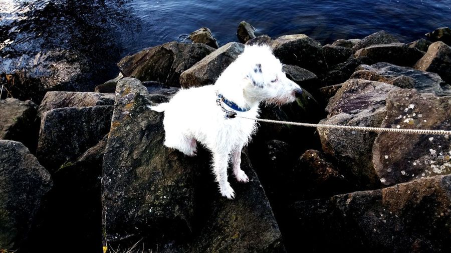 Close-up of dog standing on rock by sea