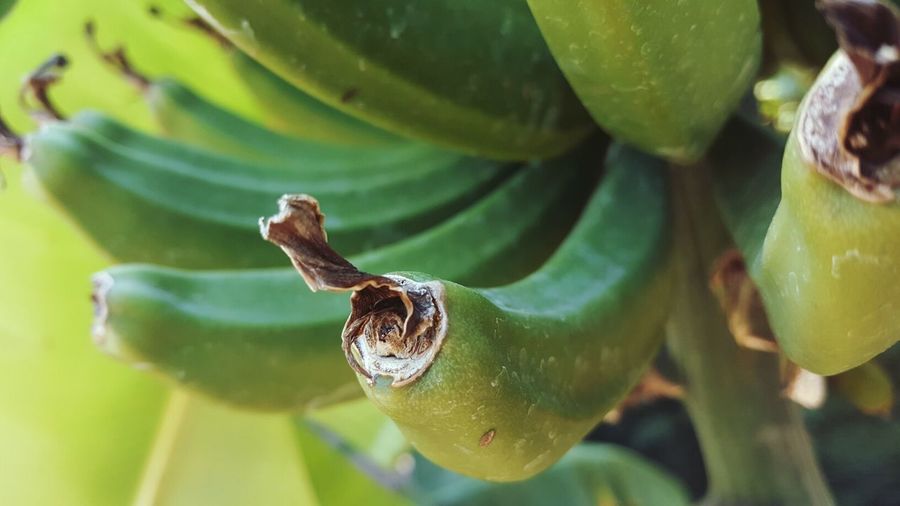 Close-up of snake on plant