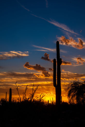 Silhouette cactus on field against sky during sunset