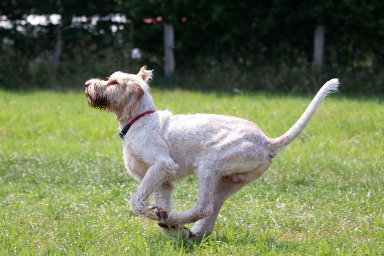 Side view of a dog on field