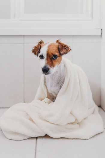 Portrait of dog wrapped in a towel while sitting on floor at home