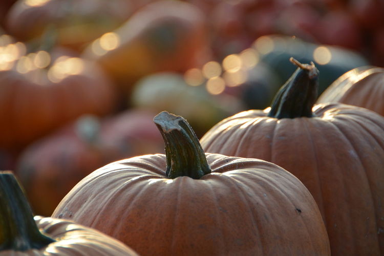 Close-up of pumpkins in row for sale at market