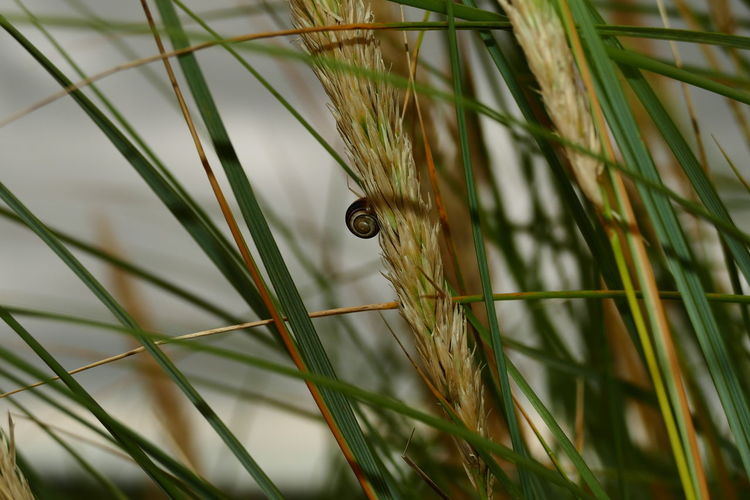 Close-up of lizard on grass