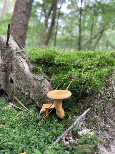 Mushroom growing on field