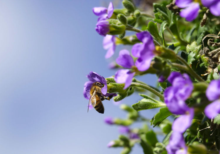 Close-up of bee on purple flowering plant against sky