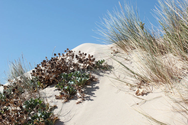 Plants growing on sand dune against sky