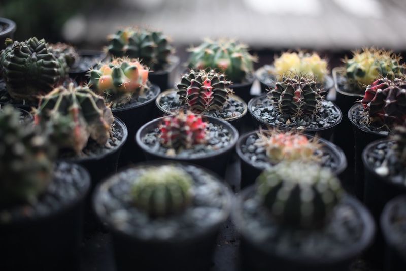 Close-up of cactus growing on potted plant
