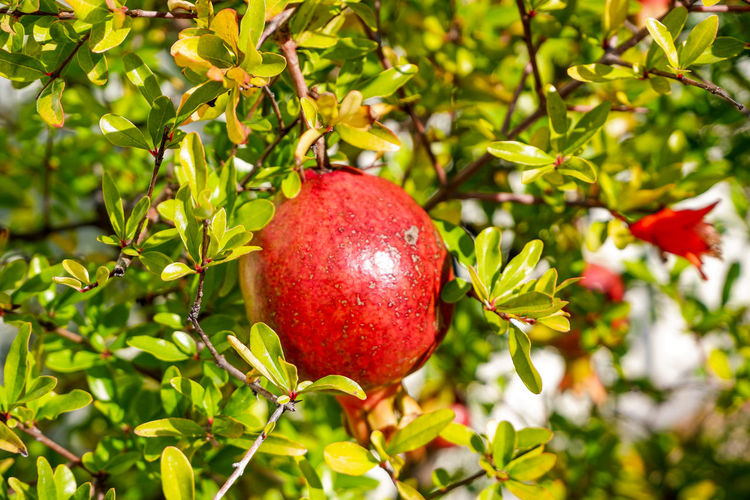 View of apples on tree