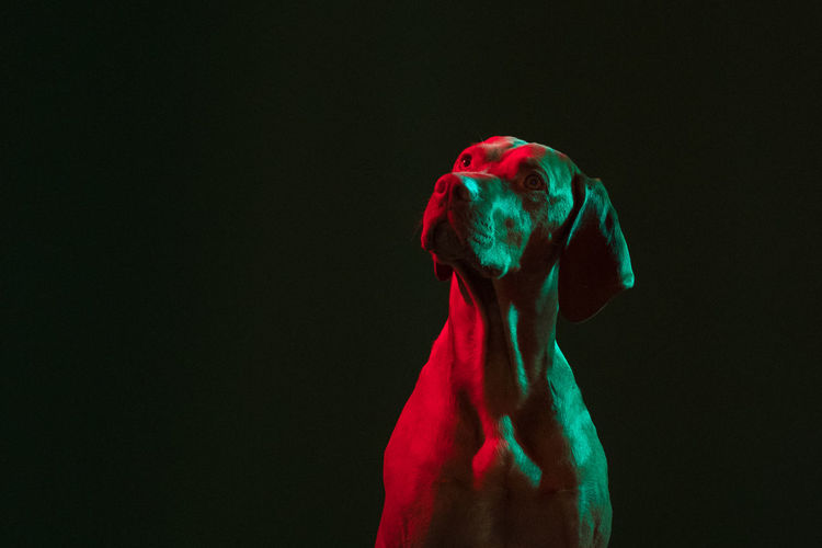 Artistic shot. dog looking up with red and green light
