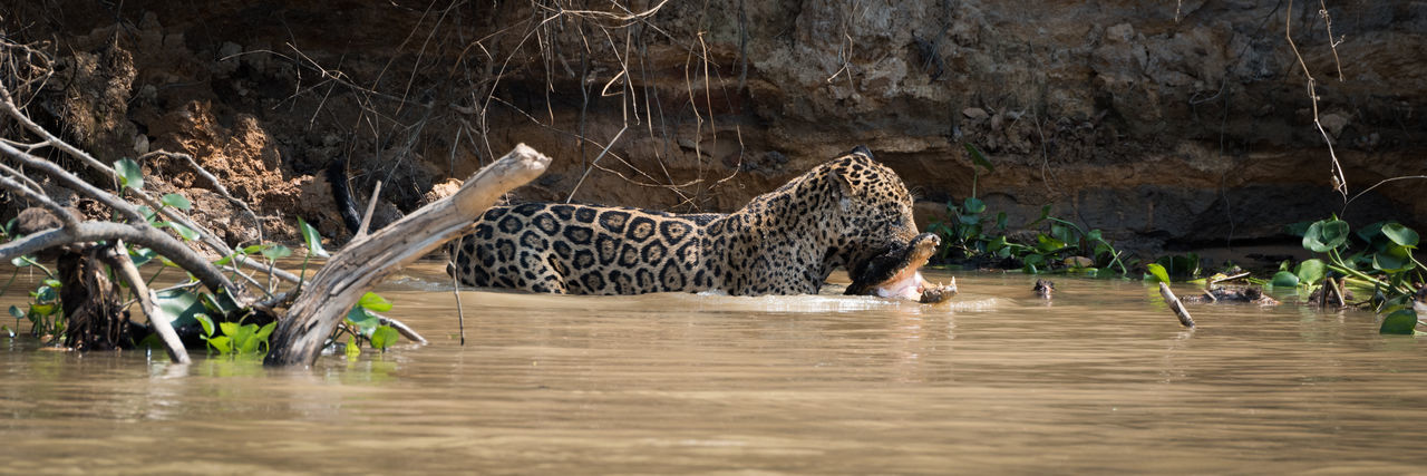 Panoramic shot of jaguar carrying crocodile in river at forest