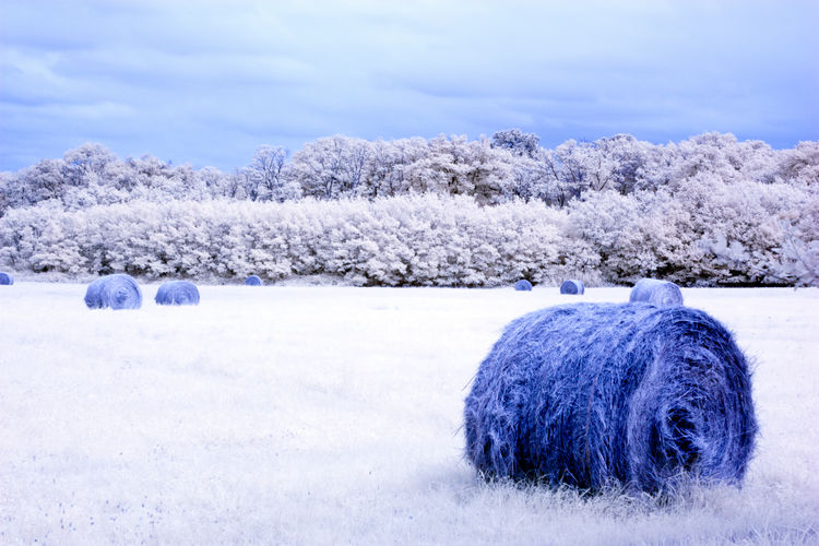 Hay bales on field against sky during winter