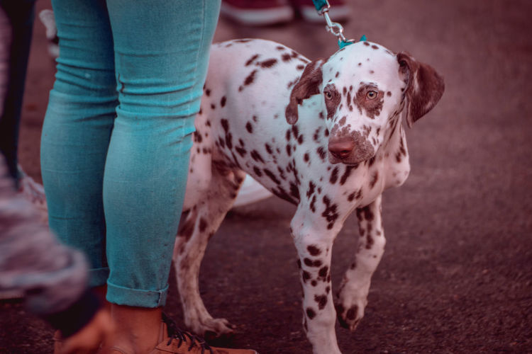 Low section of woman with dog standing on road