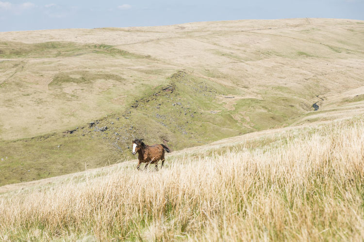 Wild brown horse running against the wind in the remote valley of wild brecon beacons, wales, uk.