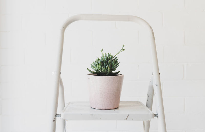 Closeup of succulent plant in pink pot on step ladder against white painted brick wall 