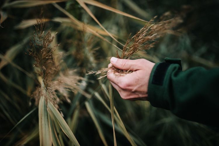 Close-up of hand holding wheat