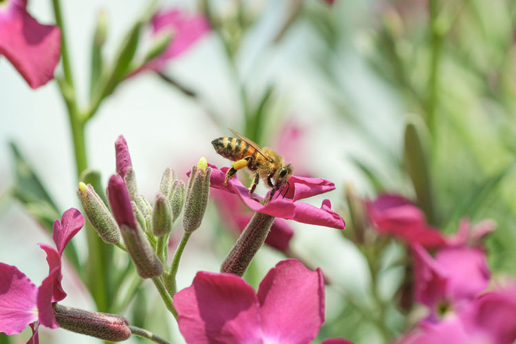 Honey bee pollinating on pink flower