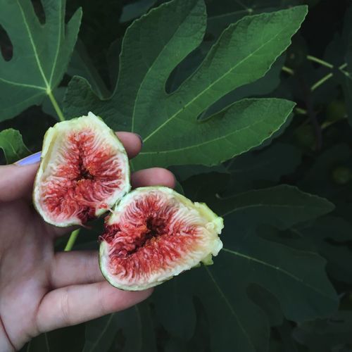 Cropped hand of woman holding fig