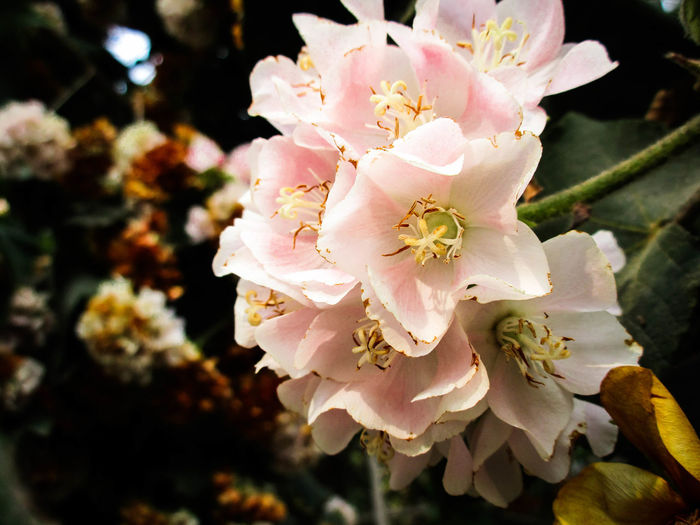 Close-up of pink cherry blossoms