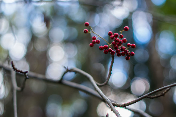 Close-up of berries on tree