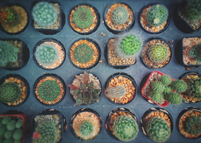 Full frame shot of small potted plants