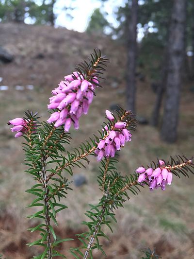 Close-up of pink flowering plant against trees