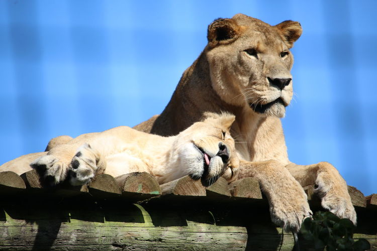 Low angle view of lioness and cub lying on roof against blue sky