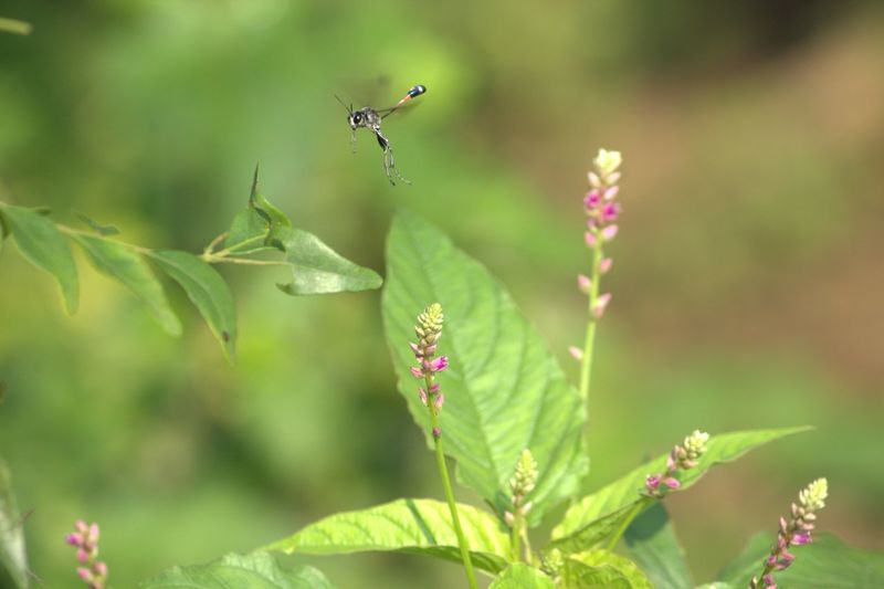 Close-up of plant against blurred background