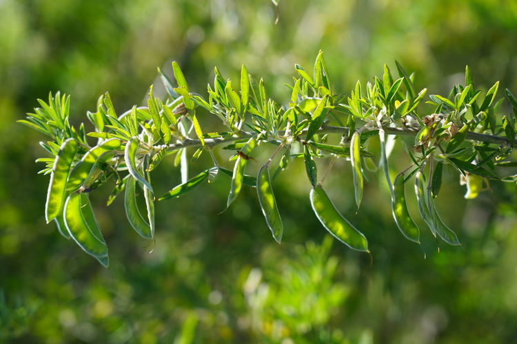 Close-up of fresh green plant