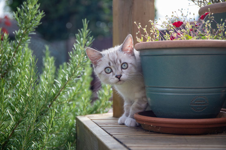 Portrait of cat by potted plant in yard