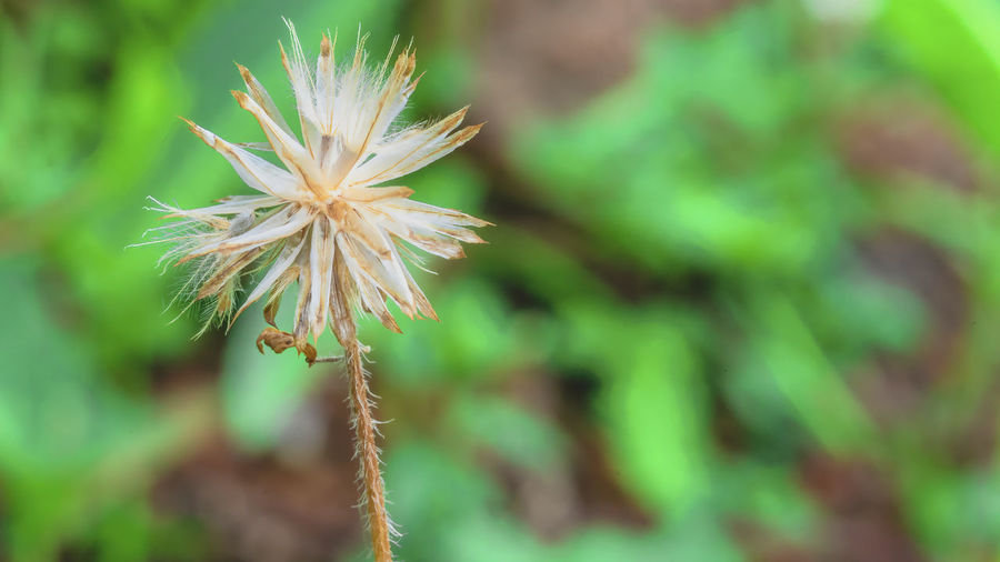 Close-up of dandelion flower