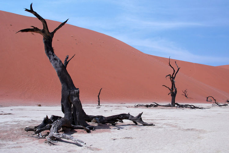 Bare tree on desert against sky
